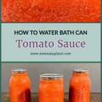 How To Water Bath Can Tomato Sauce. Pinterest Pin showing 3 jars of Tomato Sauce that have been water bath canned. www.somanyplants.com