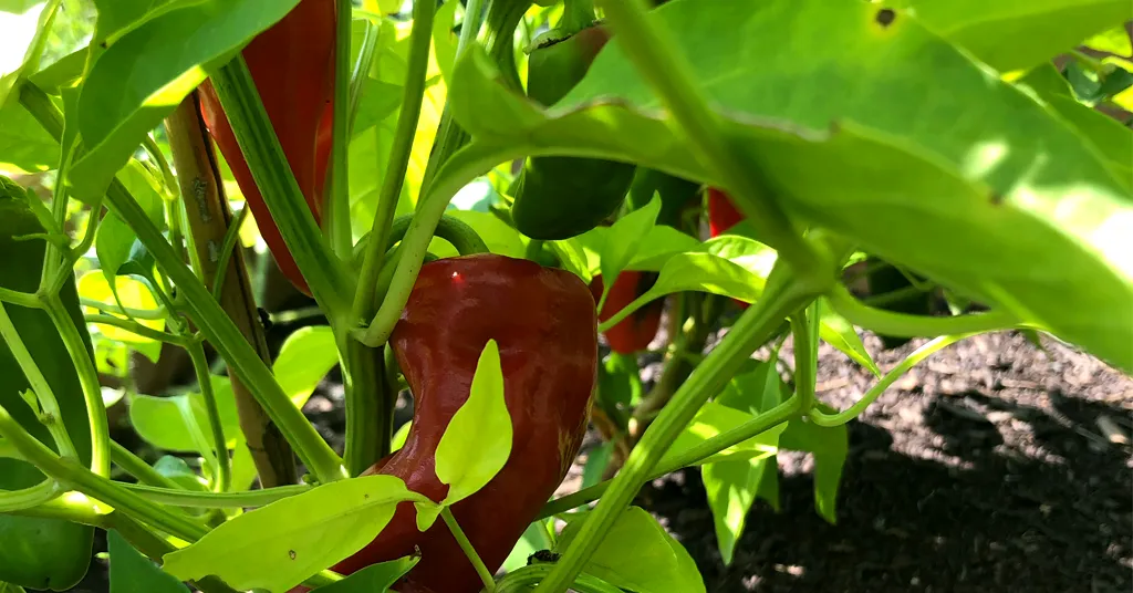 Red and green paprika peppers growing on a pepper plant.