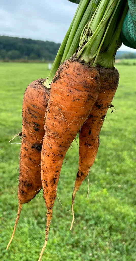 Three orange carrots that have been harvested from a raised garden bed. They will be utilized for canning carrots.