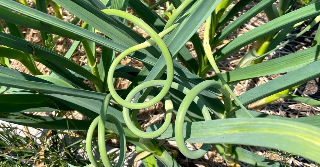 Curly Garlic Scapes growing out of the top of a hardneck garlic plant.