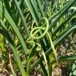 Curly garlic scapes growing out of the top of a hardneck garlic plant.