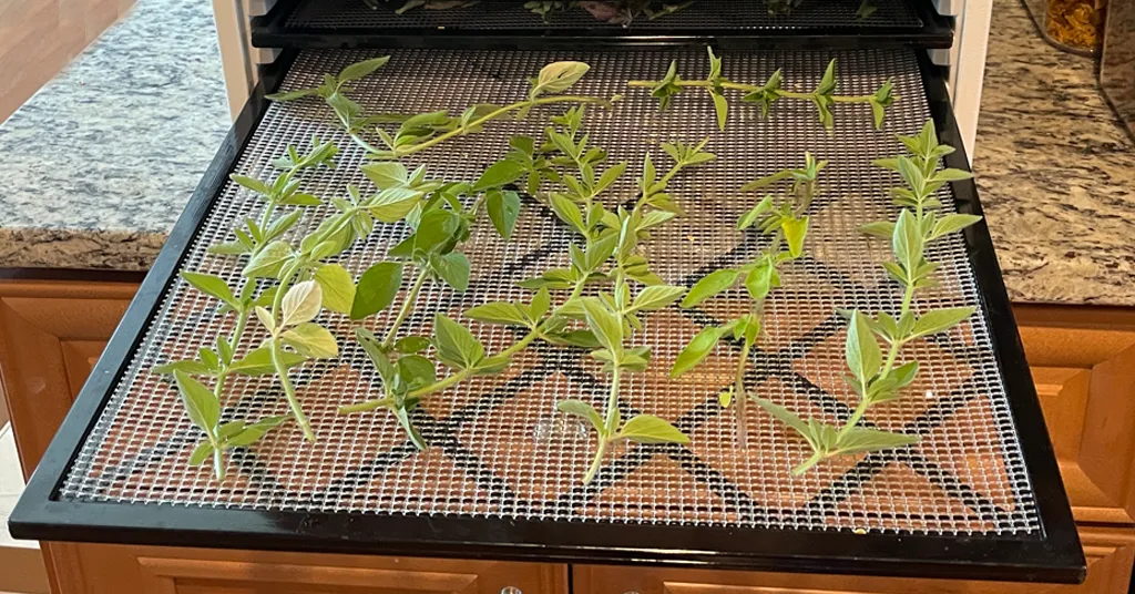 Oregano stems laying on a dehydrating tray before going into the dehydrator.