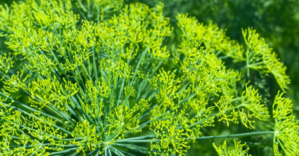 Yellow flowers on a dill plant