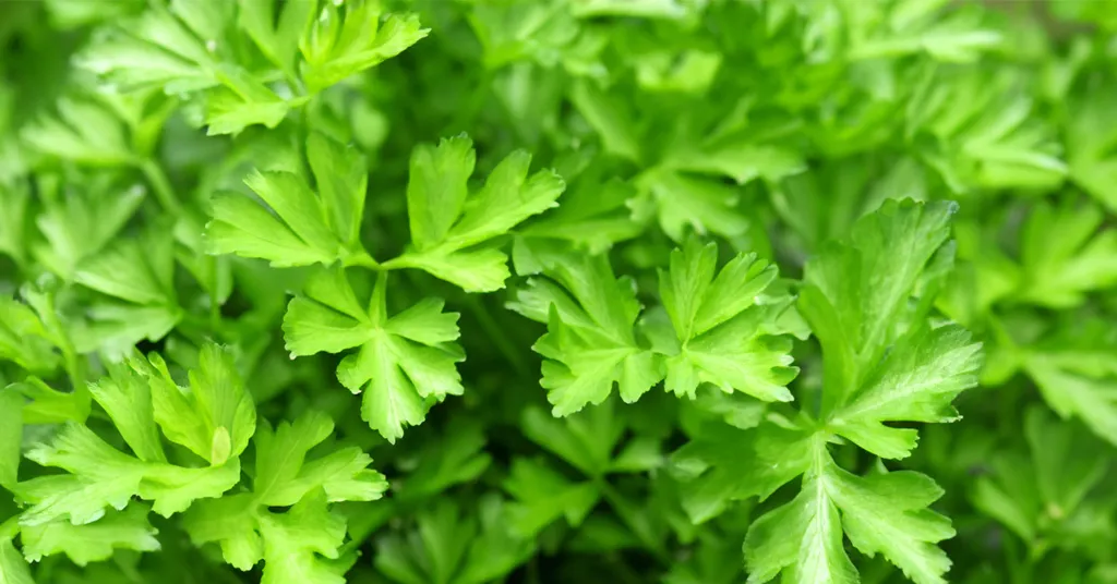 Closeup of green parsley leaves.