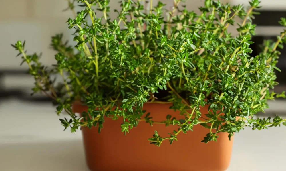 Thyme plant in a terra cotta colored pot sitting on a counter.