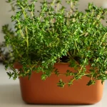 Thyme plant in a terra cotta colored pot sitting on a counter.