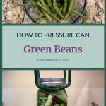 Pinterest Pin for How to Pressure Can Green Beans. Image of green beans in a bowl and image of a mason jar of green beans being lowered into a pressure canner.