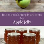 Pinterest Pin for Recipe and Canning Instructions for Apple Jelly from sowmanyplants.com. Picture of an yellow green apple and five mason jars of apple jelly.