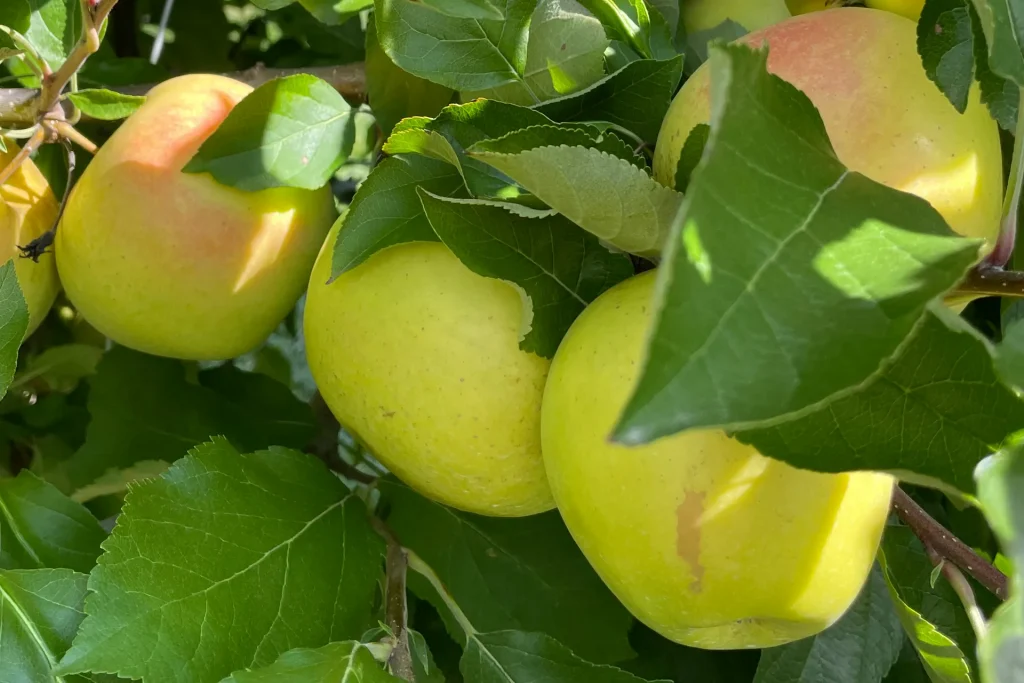 Closeup photo of yellow green apples in an apple tree.