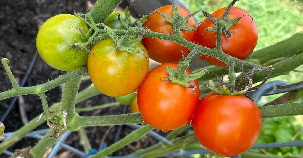 Six cherry tomatoes in various states of ripeness on a tomato vine.