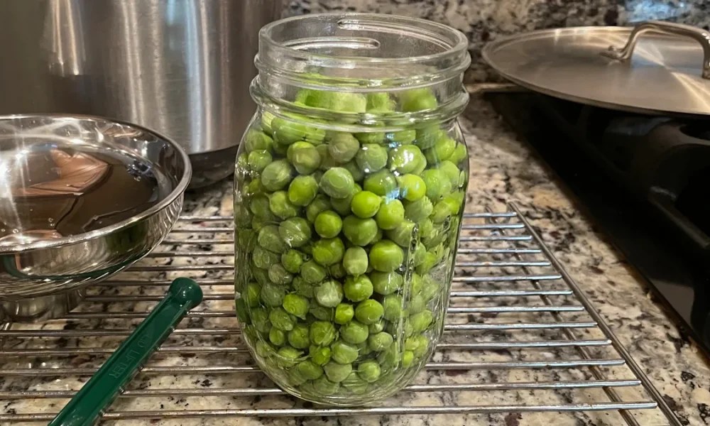 Garden Peas in a Glass mason jar before going into the pressure canner.