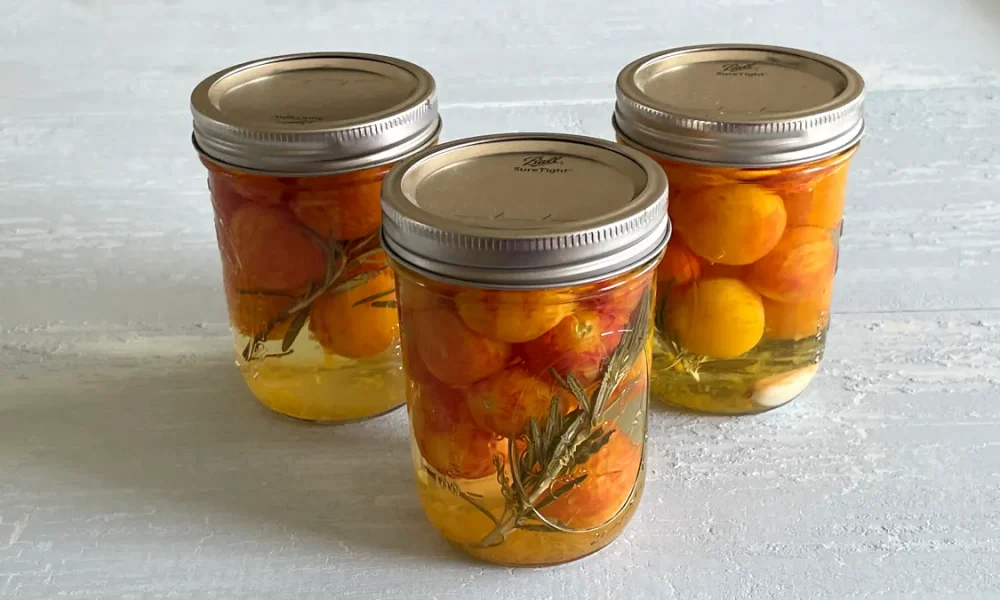Three pint sized mason jars of pickled cherry tomatoes with rosemary and garlic.