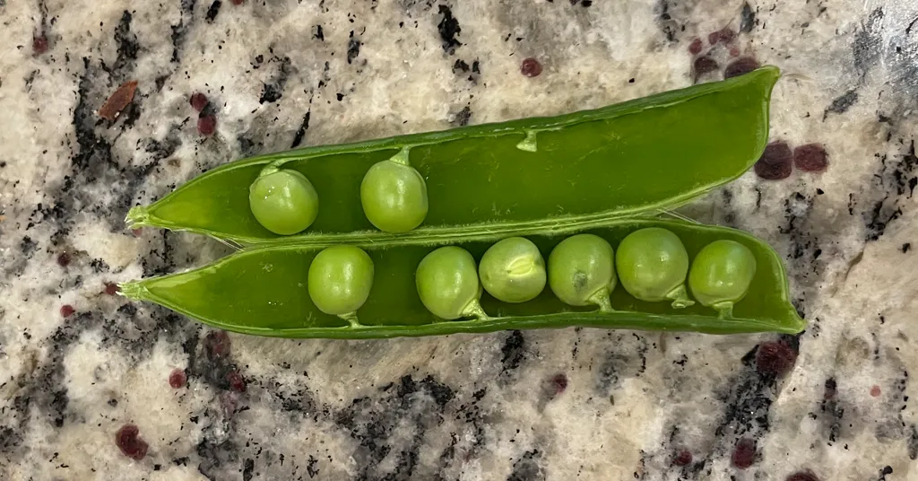 Eight Garden Peas in a pea pod sitting on a counter