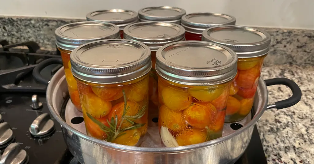 Pickled cherry tomatoes, rosemary and garlic in eight mason jars in the base of a steam canner.