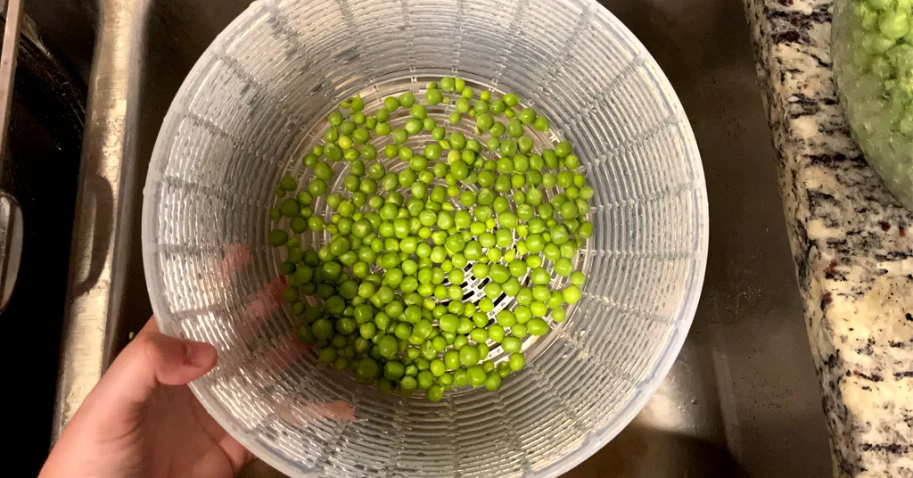 Garden peas in a colander being washed in a sink before freezing the peas