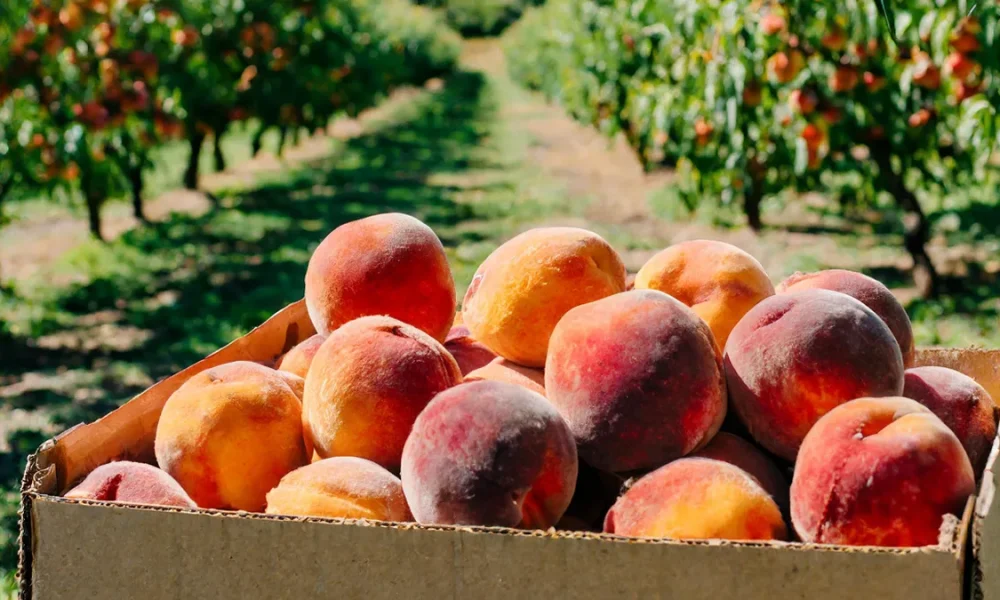 Cardboard box of peaches in a peach orchard.