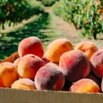 Cardboard box of peaches in a peach orchard.
