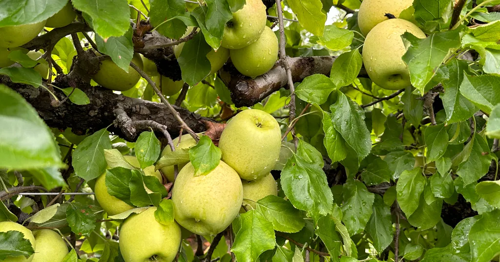 Granny Smith Apples in an apple tree.