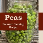 Pinterest Pin for Peas Pressure Canning Recipe. Image of a mason jar full of green peas before they are pressure canned.