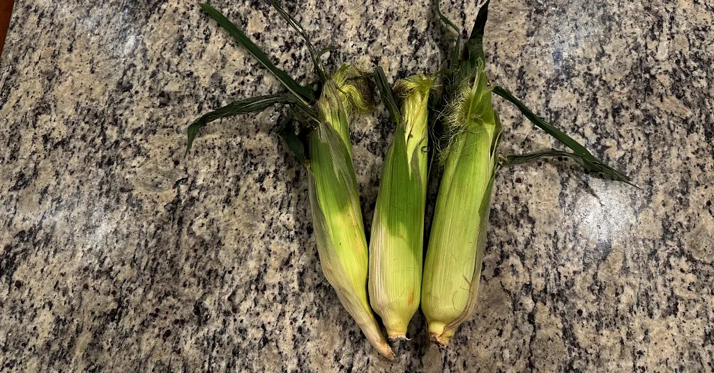 Three fresh ears of corn with husks still attached, laid out on a granite countertop.