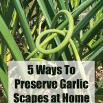 Pinterest Pin for 5 Ways to Preserve Garlic Scapes at Home. Picture of garlic scapes growing out of the top of a garlic plant.