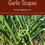 Pinterest Pin for How To Preserve Garlic Scapes. Picture of garlic scapes growing out of the top of a garlic plant.