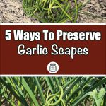 Pinterest Pin for 5 Ways to Preserve Garlic Scapes. Picture of garlic scapes growing out of the top of a garlic plant. Another picture of garlic scapes sitting on a counter.