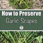 Pinterest Pin for How to Preserve Garlic Scapes. Picture of garlic scapes growing out of the top of a garlic plant. Another picture of garlic scapes sitting on a counter.