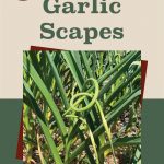 Pinterest Pin for 5 Ways to Preserve Garlic Scapes. Picture of garlic scapes growing out of the top of a garlic plant.