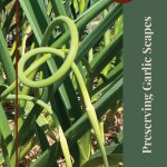 Pinterest Pin for Preserving Garlic Scapes Tips and Tricks. Picture of garlic scapes growing out of the top of a garlic plant.