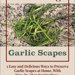 Pinterest Pin Preserving Garlic Scapes. 5 Easy and Delicious Ways to Preserve Garlic Scapes at Home. With Step-by-step instructions. Picture of garlic scapes that have been cut sitting on a counter.