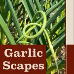 Pinterest Pin for 5 Ways to Preserve Garlic Scapes. Picture of garlic scapes growing out of the top of a garlic plant.