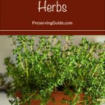 Pinterest Pin for How To Preserve Herbs. Picture of Thyme Growing in a pot.