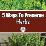 Pinterest Pin for 5 Ways to Preserve Herbs. Picture of Dill Growing in a Garden. Another picture of thyme growing in a pot.