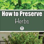 Pinterest Pin for How to Preserve Herbs. Picture of Parsley Growing in a Garden. Another picture of thyme growing in a pot.