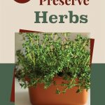 Pinterest Pin for 5 Ways to Preserve Herbs. Picture of thyme growing in a pot.