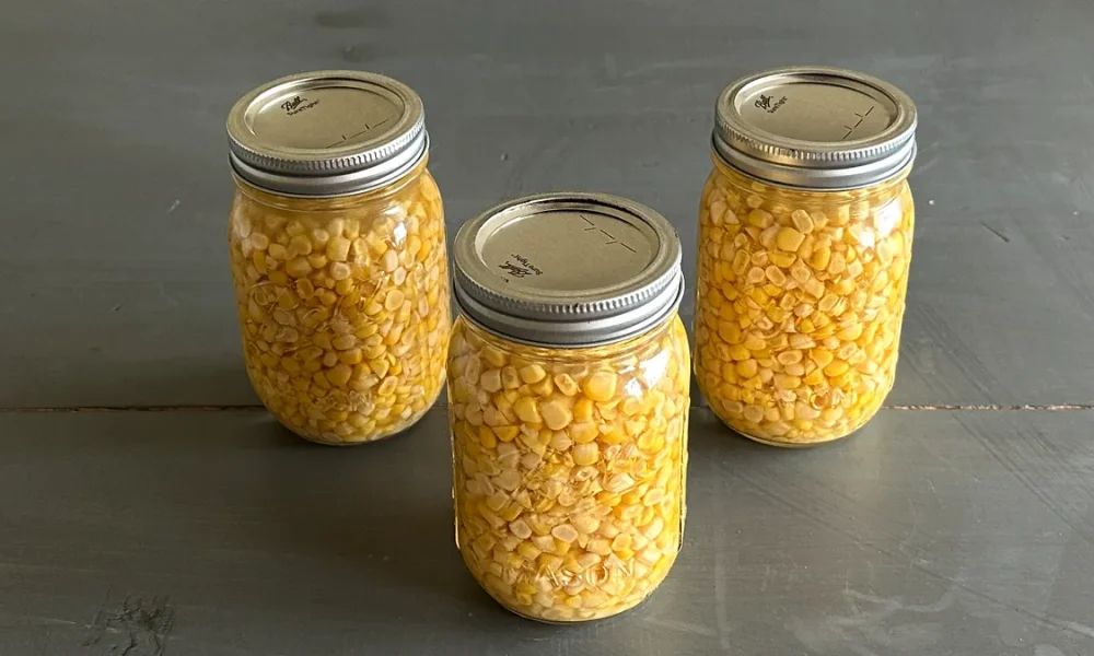 Three mason jars filled with pressure-canned corn kernels, arranged in a triangular formation on a dark wooden surface.