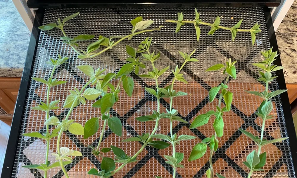 Oregano stems on a dehydrator tray going into the dehydrator.