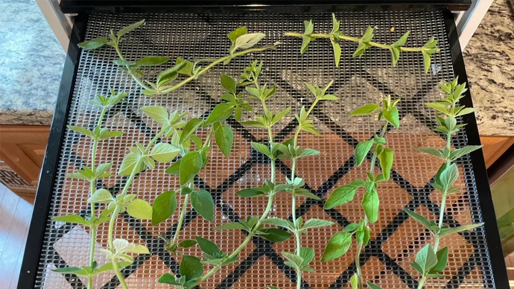 Oregano stems on a dehydrator tray going into the dehydrator.