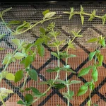 Oregano stems on a dehydrator tray going into the dehydrator.