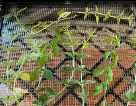 Oregano stems on a dehydrator tray going into the dehydrator.