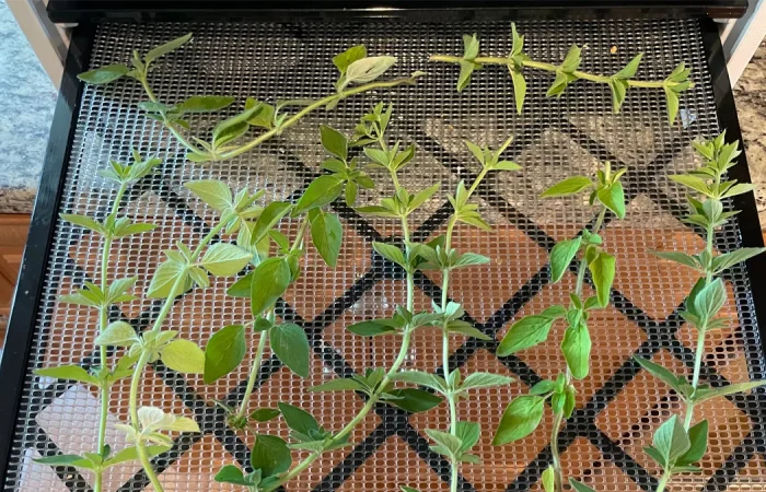 Oregano stems on a dehydrator tray going into the dehydrator.