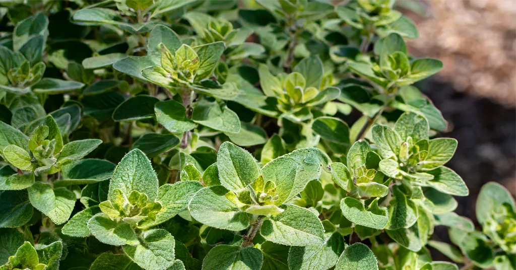 Oregano growing in a garden.