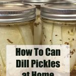 The image shows several mason jars filled with dill pickles in a canning process. The jars are sealed with metal lids and appear to be in a water bath canner. Overlaid on the image is a text block that reads, "How To Can Dill Pickles at Home" with "PreservingGuide.com" written below it. This image is part of a recipe guide for canning dill pickles.