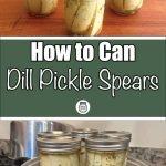 The image is divided into two sections. The top section shows three mason jars filled with dill pickle spears on a wooden surface. The bottom section has a green banner with white text reading "How to Can Dill Pickle Spears," along with a small jar icon. Below the banner, the jars of dill pickle spears are positioned in a steam canner on a stove, illustrating the canning process.