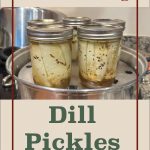 The image shows several mason jars filled with dill pickles placed inside a steam canner on a stove. The top part of the image features a beige background with red text that reads "Steam Canning." Below the jars, the text "Dill Pickles" is prominently displayed in green. At the bottom center, there is a small jar icon with a leaf design, matching the overall design theme of the guide for canning dill pickles.