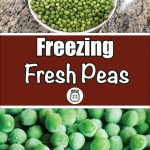 This image is split into two main sections. The top half shows a bowl filled with freshly shelled peas placed on a granite countertop. Below it, a red-brown banner reads “Freezing Fresh Peas” in bold, white and playful fonts, with a mason jar icon in the center. The bottom half of the image displays a close-up of frozen peas, covered in frost, creating a vibrant green texture. The overall design promotes a guide or tutorial on how to freeze fresh peas for long-term storage, combining both fresh and frozen visuals.