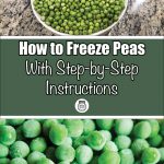 This image is divided into two parts. The top section features a bowl filled with fresh peas, sitting on a granite countertop. Below it, a green banner reads “How to Freeze Peas With Step-by-Step Instructions” in bold and playful fonts, accompanied by a mason jar icon at the bottom center. The lower part of the image shows a close-up of frosty, frozen peas. The combination of fresh and frozen peas visually supports the guide on freezing peas, offering a clear and engaging presentation.