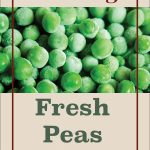 Learn how to freeze fresh peas to preserve their natural sweetness and nutrients for months! This step-by-step guide makes it easy to freeze peas at home, ensuring you always have a supply of these vibrant green veggies ready for your favorite recipes. Great for soups, stews, and side dishes, frozen peas are a convenient kitchen staple. Start freezing today! #FreezingPeas #PreserveVegetables #FrozenPeas #FreshPeas #HomeFreezing