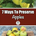 The image is split into two sections. The top section shows yellow-green apples hanging from a tree, surrounded by lush green leaves. The bottom section features a bowl of similar yellow-green apples on a wooden surface. In between, there is a text overlay on a brown background that reads, "7 Ways To Preserve Apples," accompanied by a small jar icon. This image is likely part of a guide on preserving apples, highlighting both fresh apples on the tree and harvested apples ready for preservation.